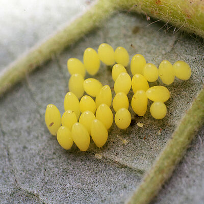 Eistadium Adalia bipunctata