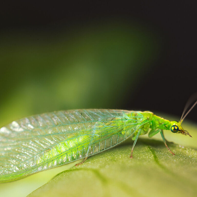 Chrysoperla carnea volwassen stadium