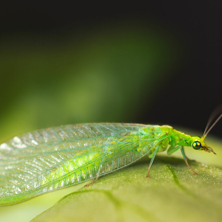 Chrysoperla carnea volwassen stadium