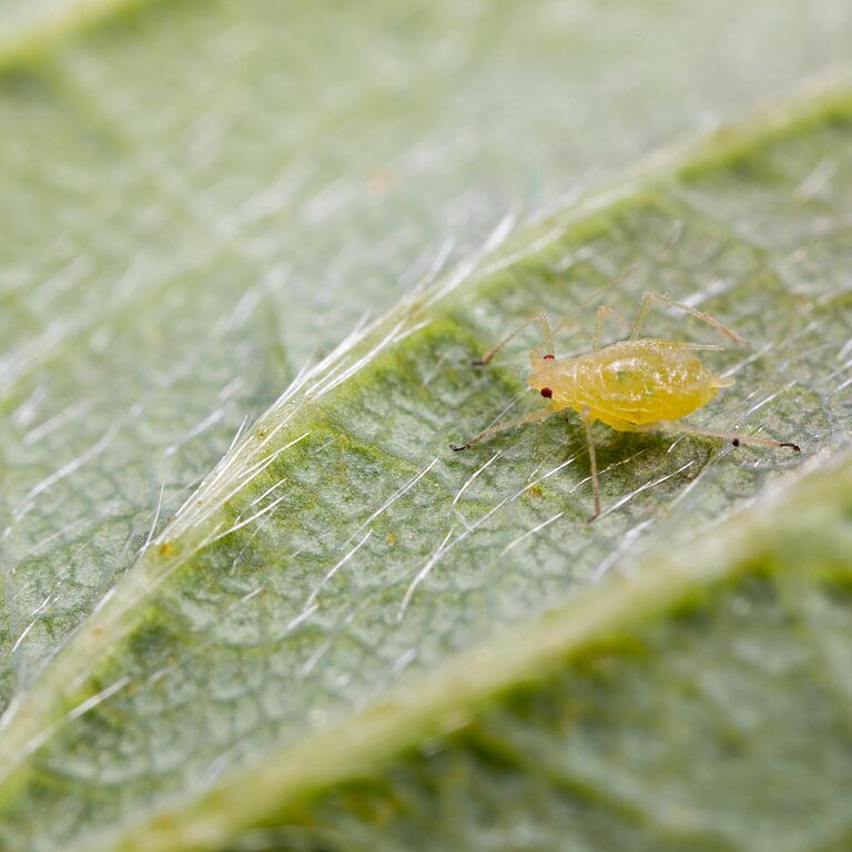 Yellow rose aphid Rhodobium porosum