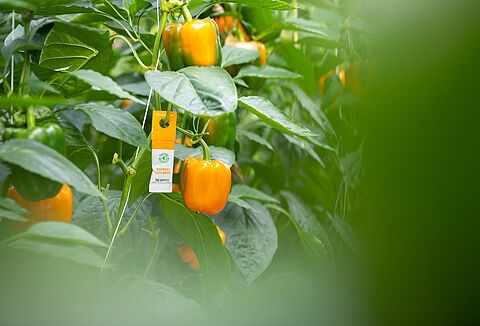 Voorzorgsmaatregelen voor productallergieën