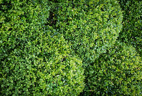 Buxus