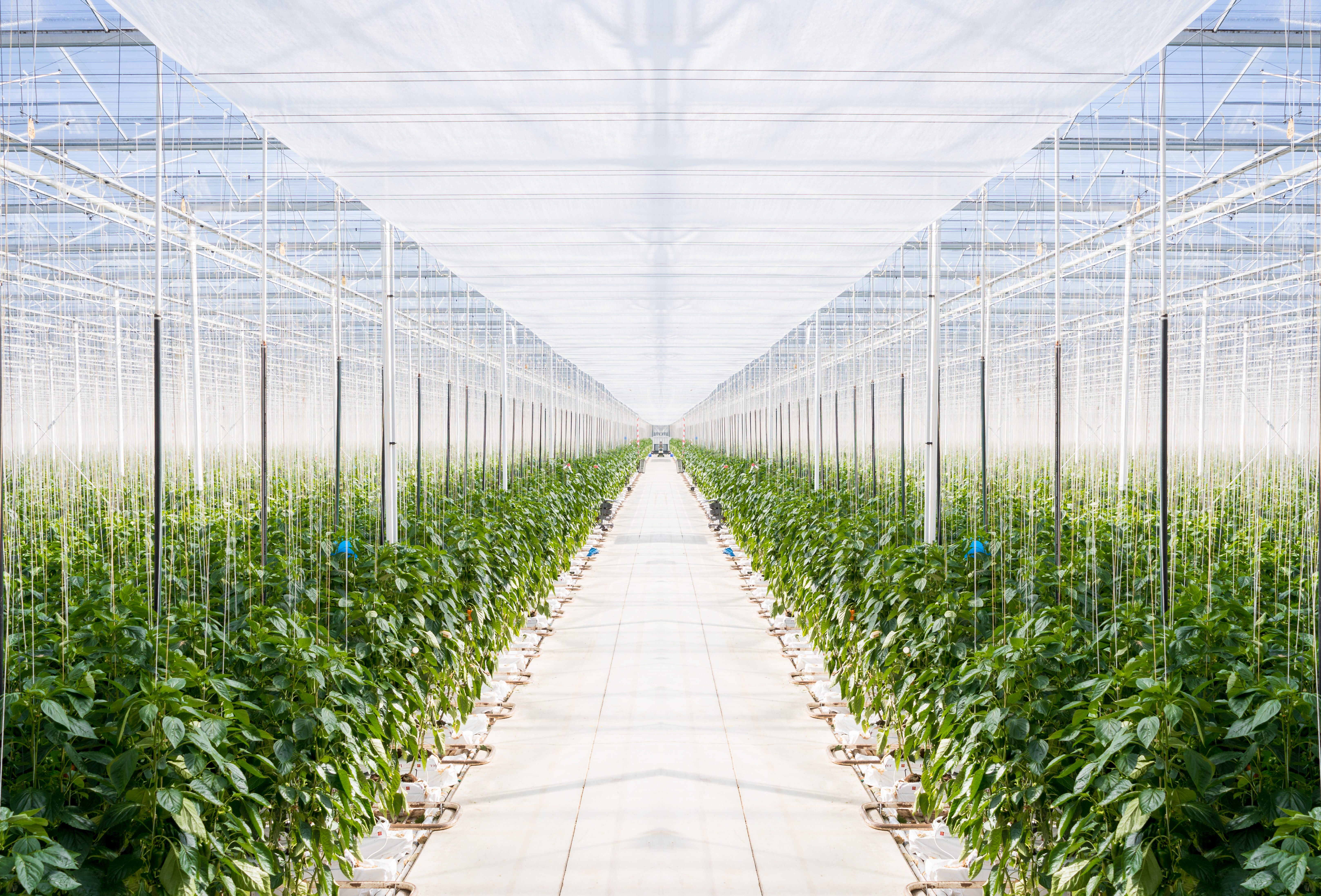 Luisbestrijding 2020