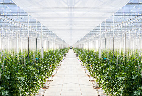 Luisbestrijding 2020