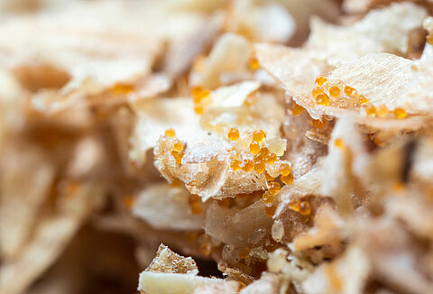 Nutemia: de winnende formule om roofmijten te voeden