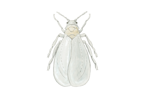 Witte vlieg
