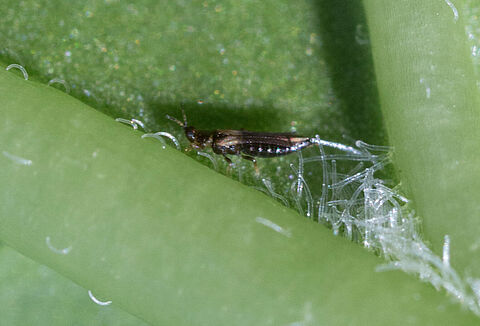 Japanse bloementrips