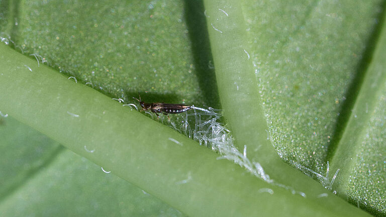 Japanese flower thrips Thrips setosus
