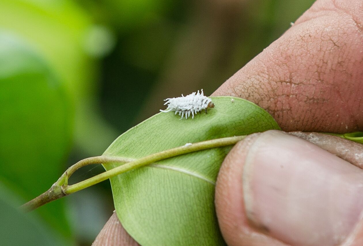 Nieuwe Cryptobug-L van Koppert vervangt chemische aanpak wolluis