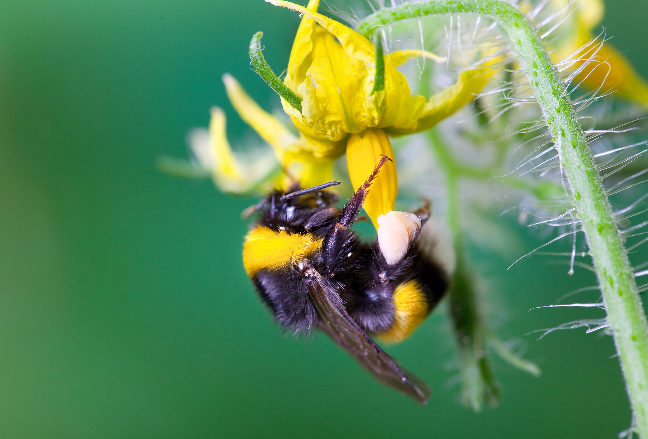 Pollination checklist Tomato