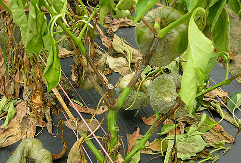 Phytophthora capsici