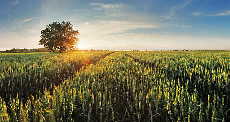 voordelen van biologische zaadbehandeling