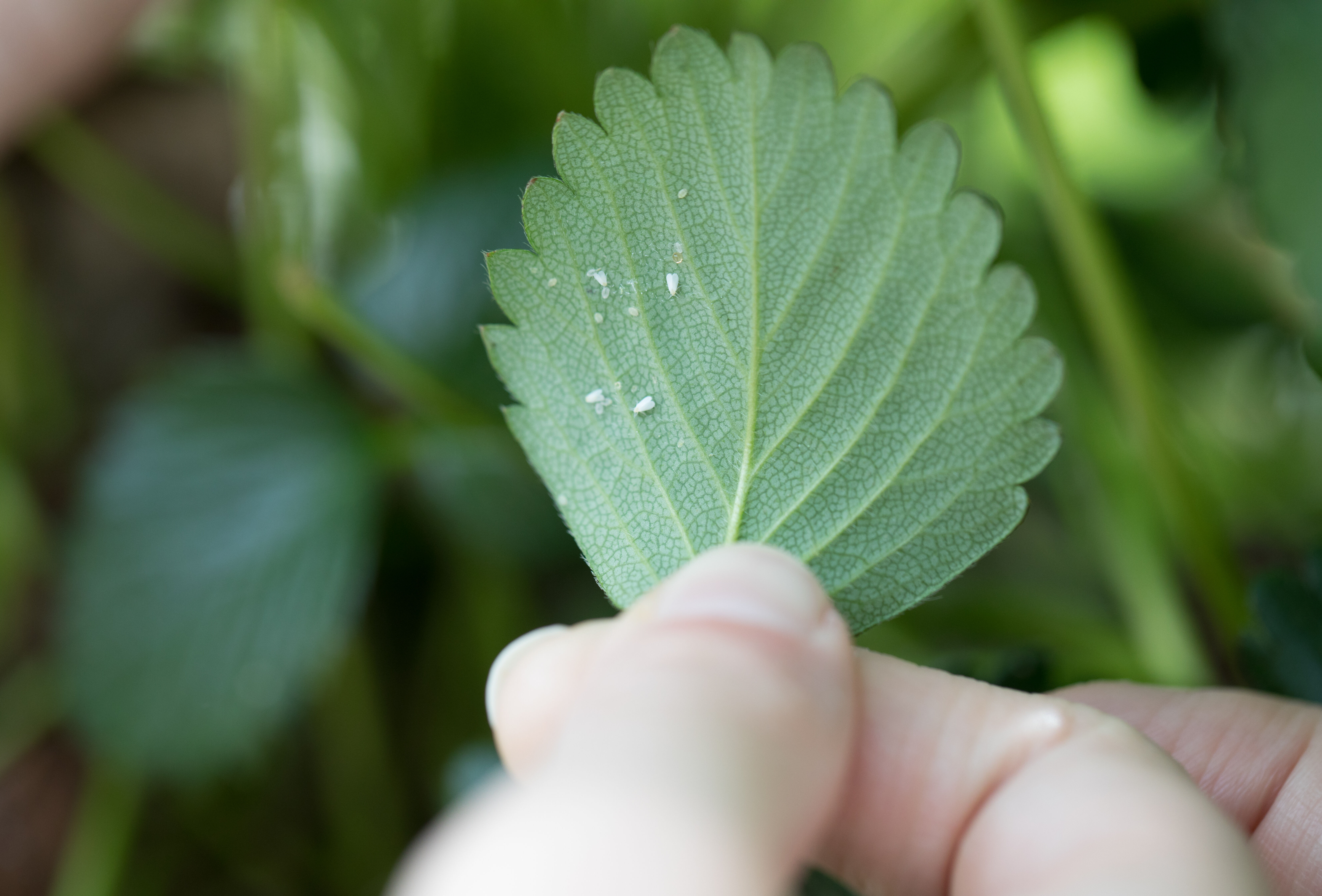 Optimale bestrijding van witte vlieg in aardbei met Limonica