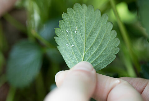 Optimale bestrijding van witte vlieg in aardbei met Limonica