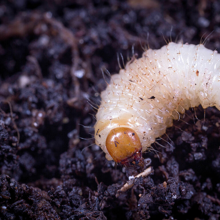 Larva of the Vine weevil Otiorhynchus sulcatus
