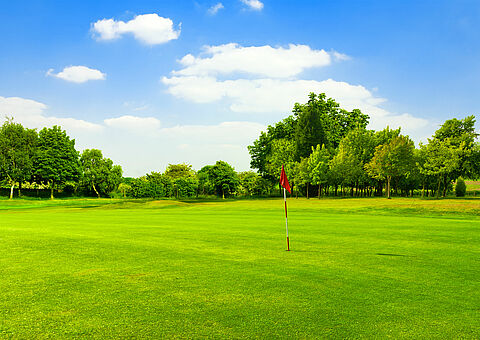 Gazons en grasvelden