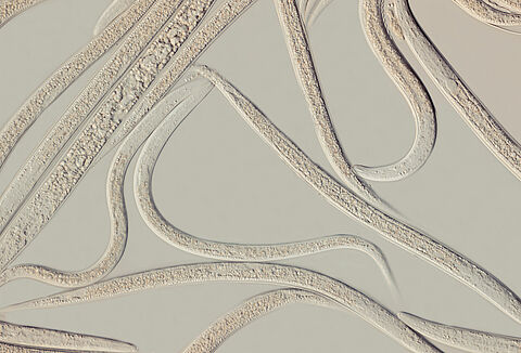 Larvanem perfect toepasbaar in maand september