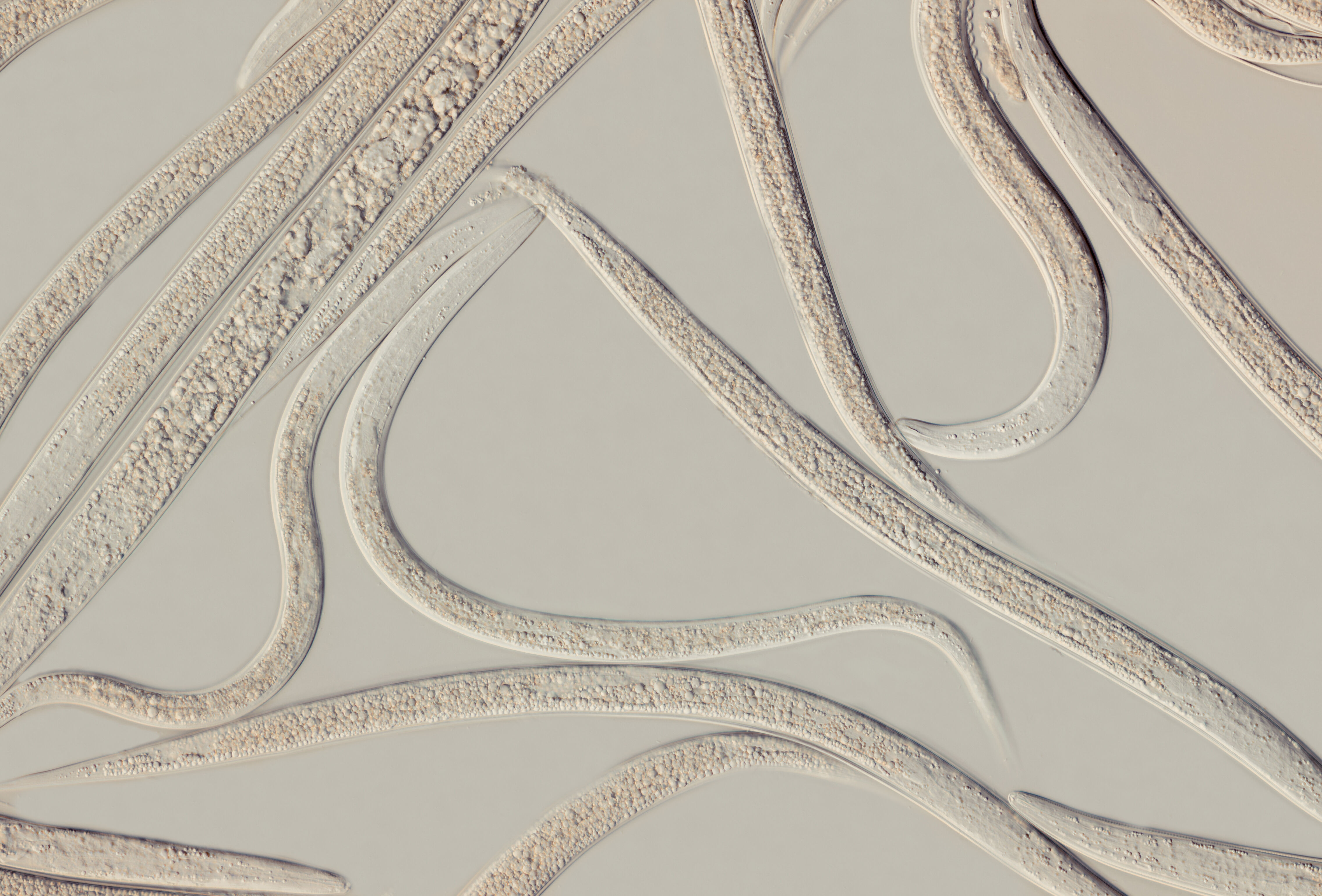 Larvanem perfect toepasbaar in maand september