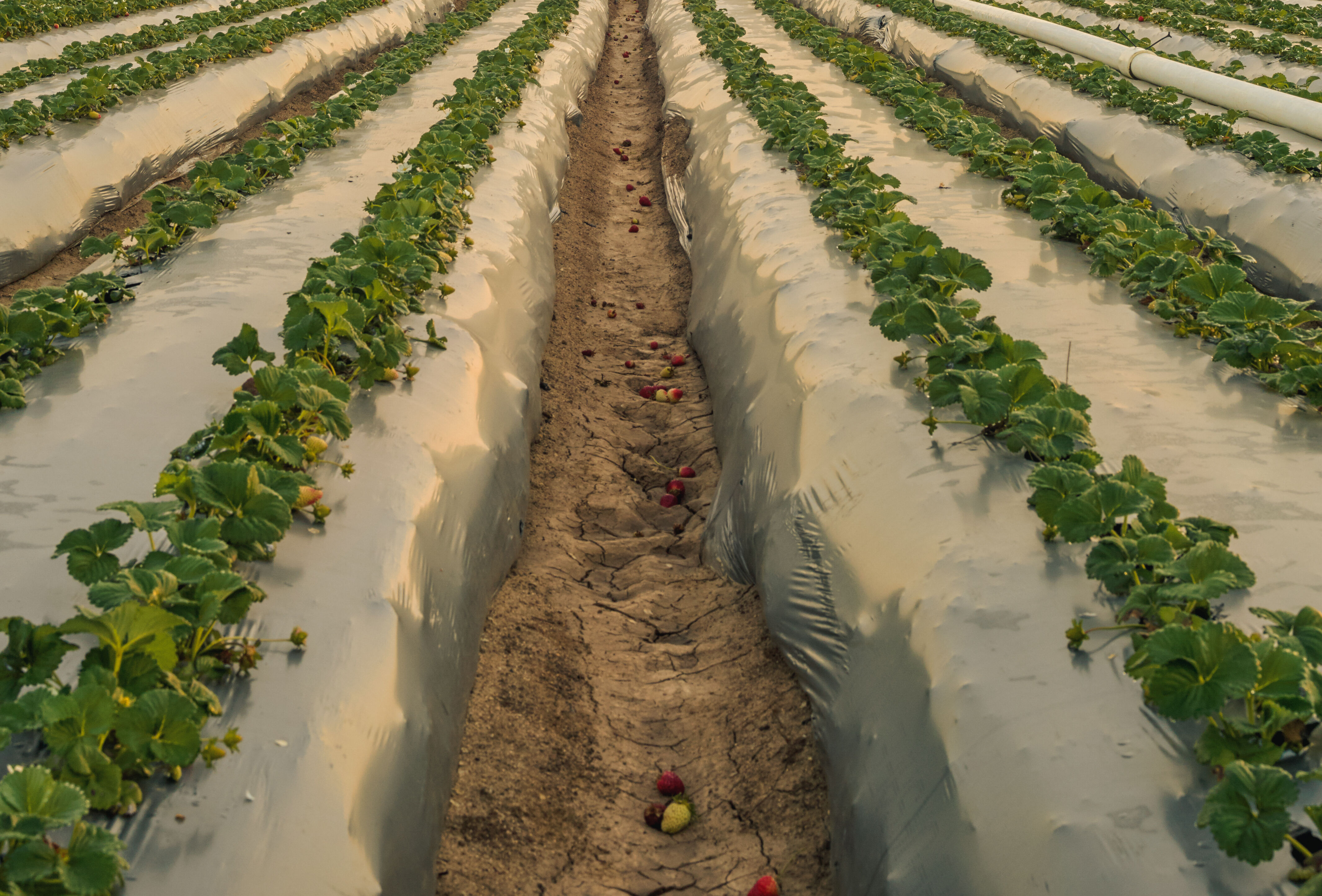Trianum en Vidi Parva bieden cruciale bescherming van aardbeiplant bij verplanting