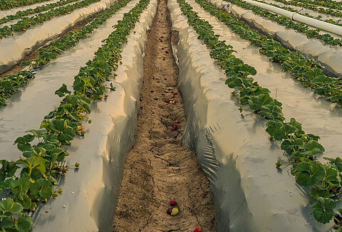 Trianum en Vidi Parva bieden cruciale bescherming van aardbeiplant bij verplanting
