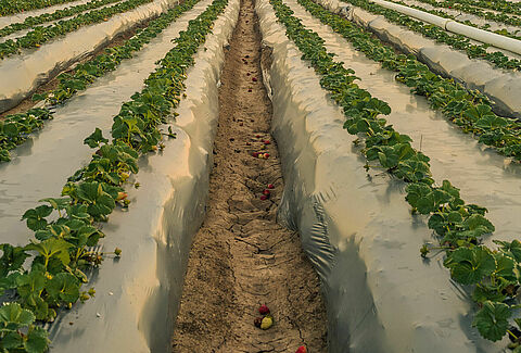 Trianum en Vidi Parva bieden cruciale bescherming van aardbeiplant bij verplanting