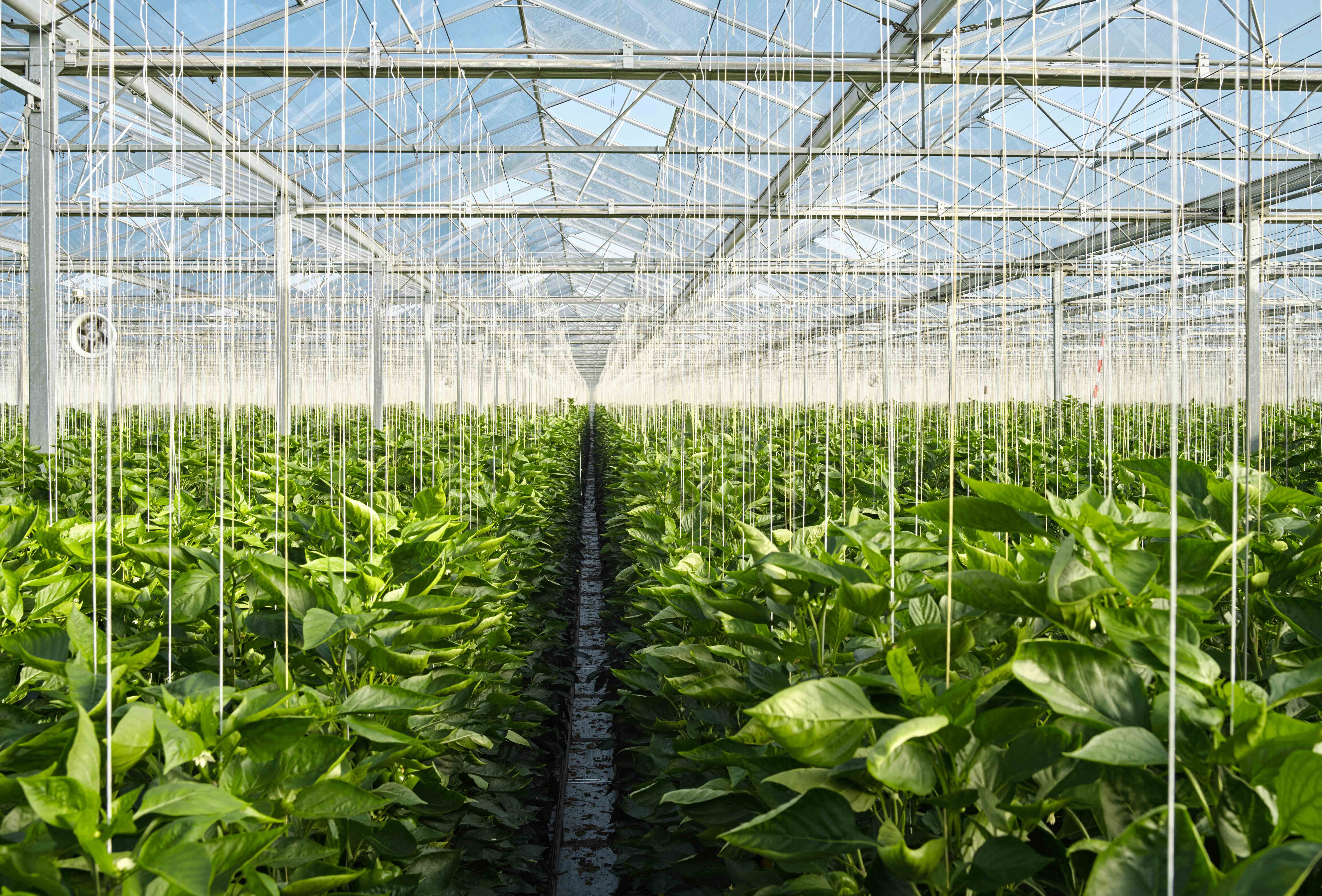 Zwavel verdampen bij start van biologie? Let toch maar op!