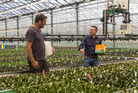 Entonem houdt jonge orchideeën vrij van schimmels