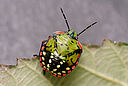 Nymph of the Southern Green Stink bug Nezara viridula