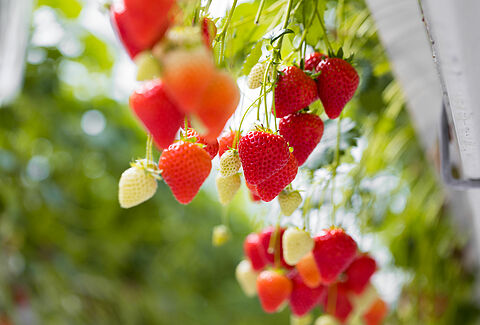 Hommels zijn perfecte bestuivers voor aardbeiteelt