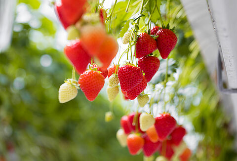 Hommels zijn perfecte bestuivers voor aardbeiteelt