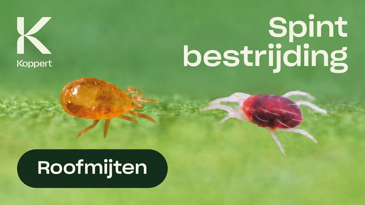 Bestrijding van spint - Neoseiulus californicus