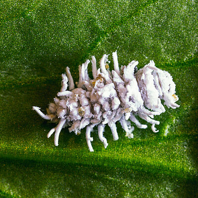 Larvenstadium Crypolaemus montrouzeri