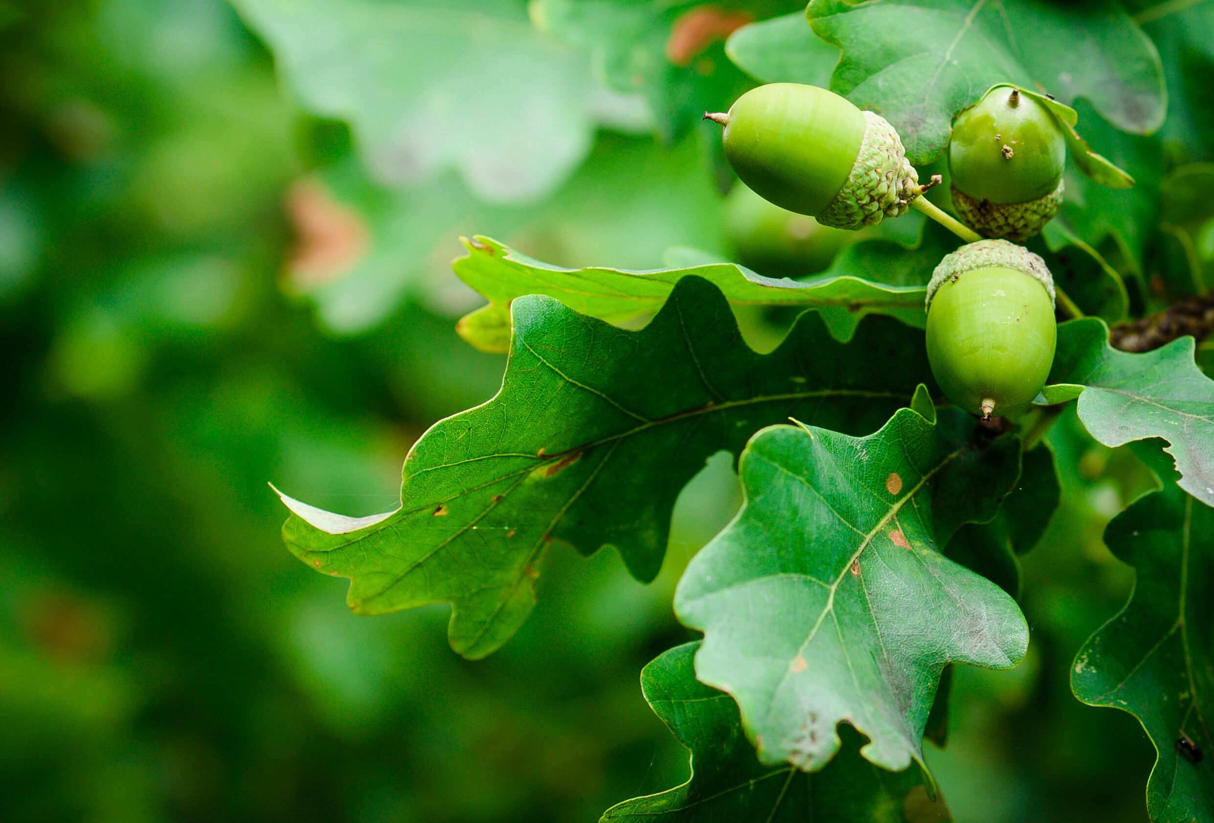 Steinernema feltiae: de beste remedie tegen de eikenprocessierups