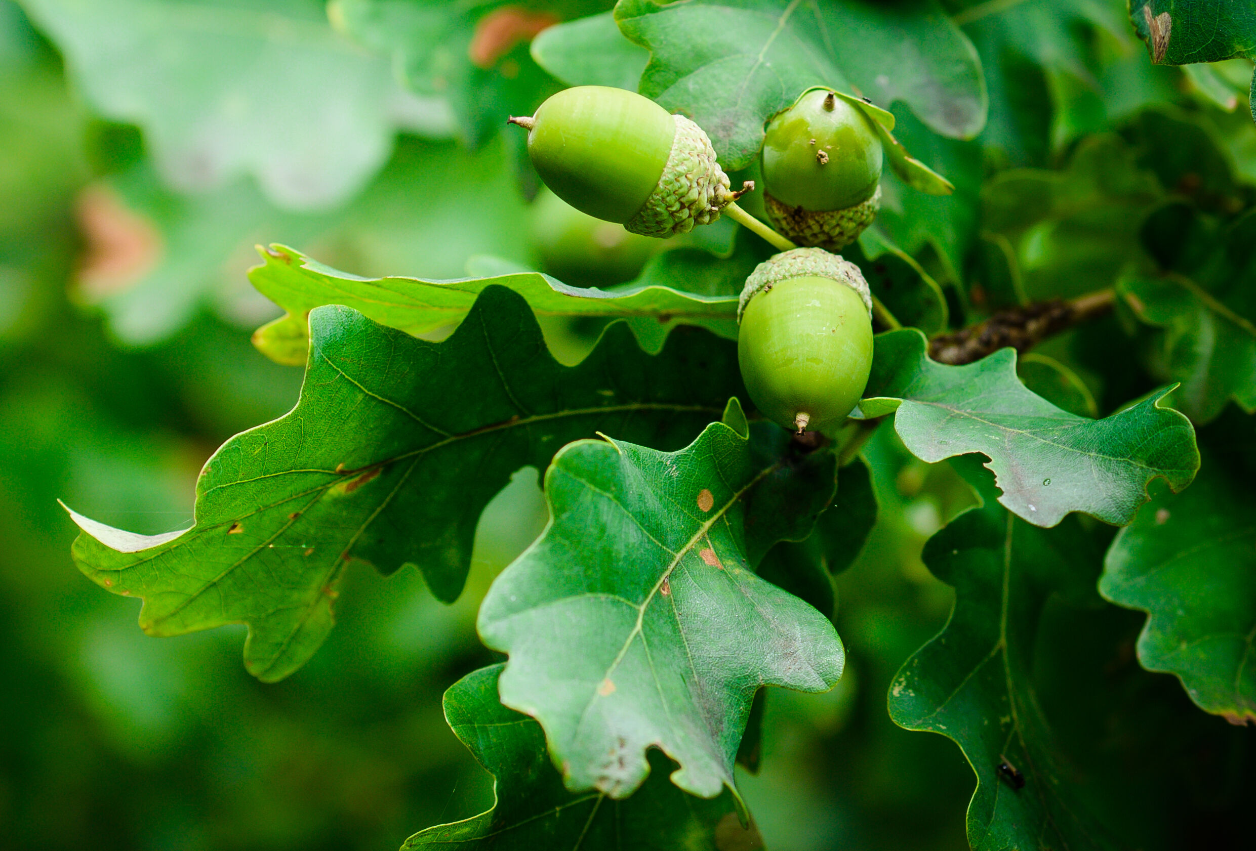 Signaleer tijdig de aanwezigheid van processierupsen