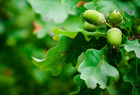 Steinernema feltiae: de beste remedie tegen de eikenprocessierups
