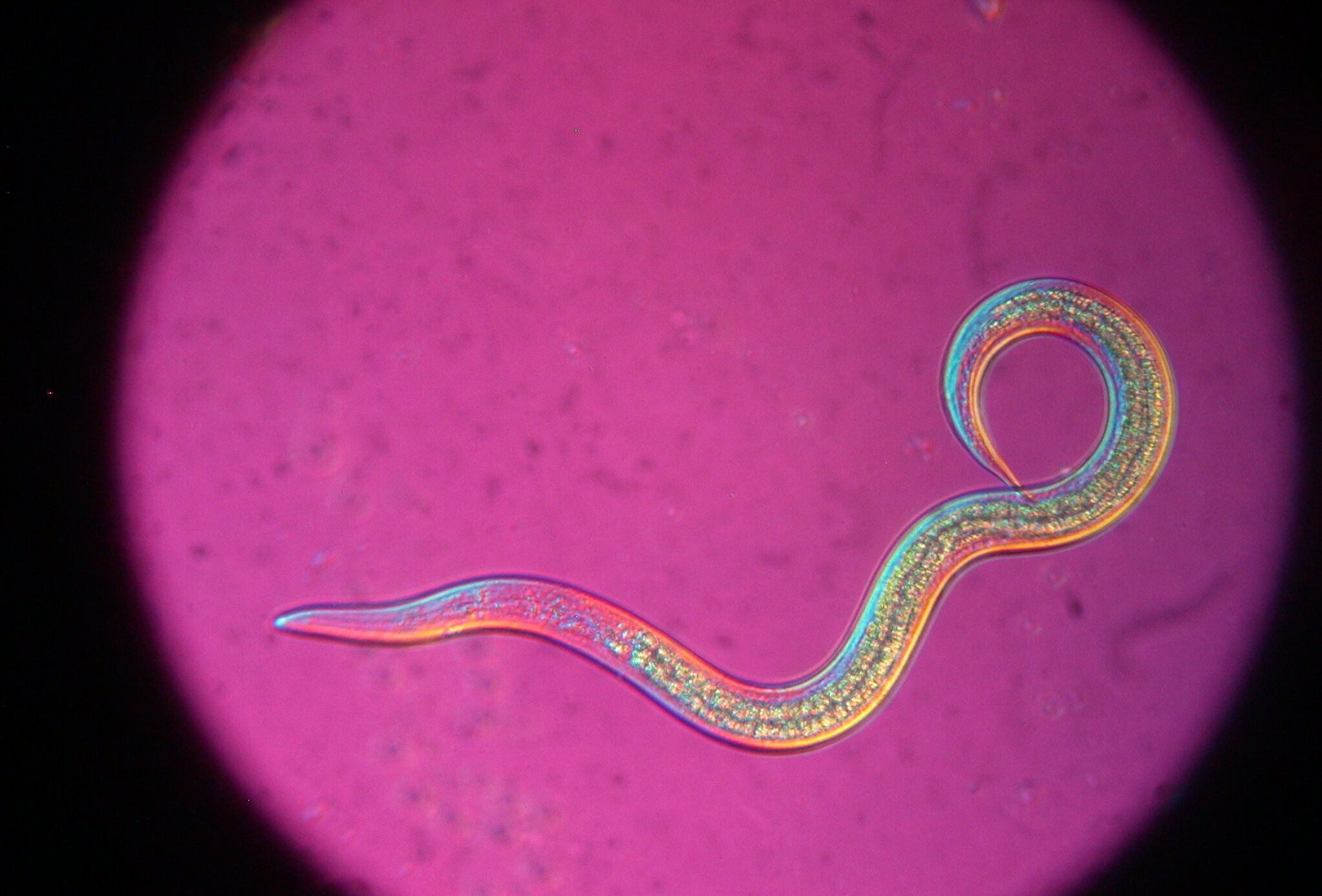 Duurzamere nematodenformulering met uitstekende oplosbaarheid