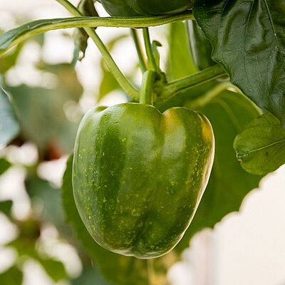 Green pepper with early feeding damage caused by the southern green stink bug (Nezara viridula), showing pale yellow speckling on the fruit.