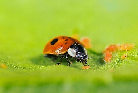 Adalia bipunctata