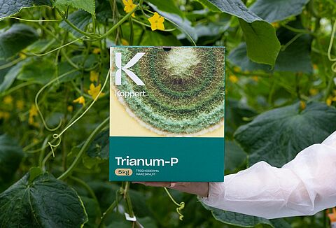 Trianum bestrijdt Pythium effectief in komkommer