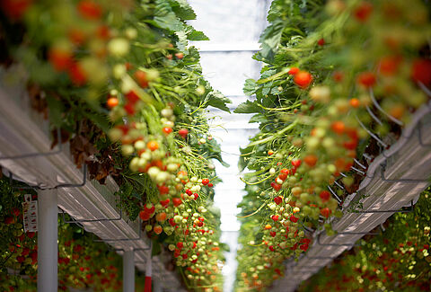 IPM in aardbei