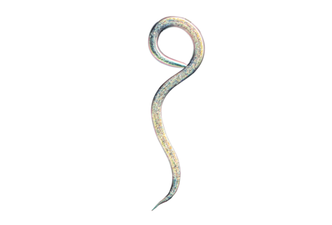 Nuttige nematoden