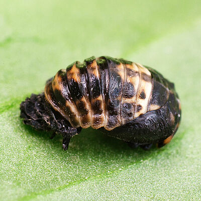 Adalia bipunctata popstadium