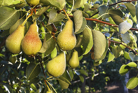 Trianum-P bestrijdt zwartvruchtrot bij peren