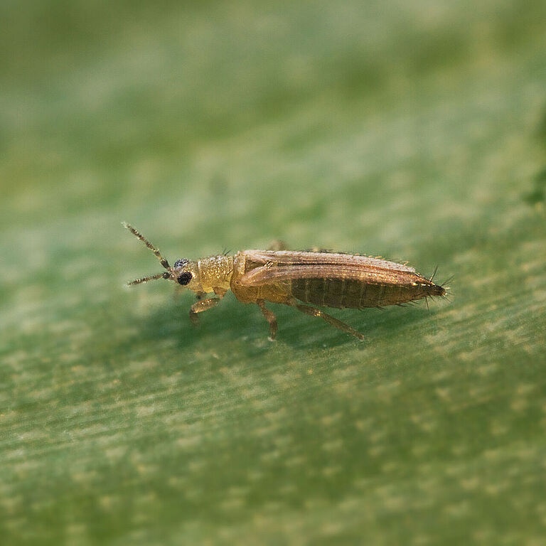 Female Onion thrips Thrips tabaci