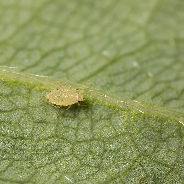 Strawberry aphid Chaetosiphon fragaefolii on leaf