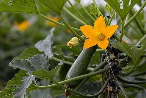 Courgette