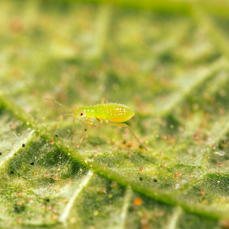 Macrolophus pygmaeus jonge nimf