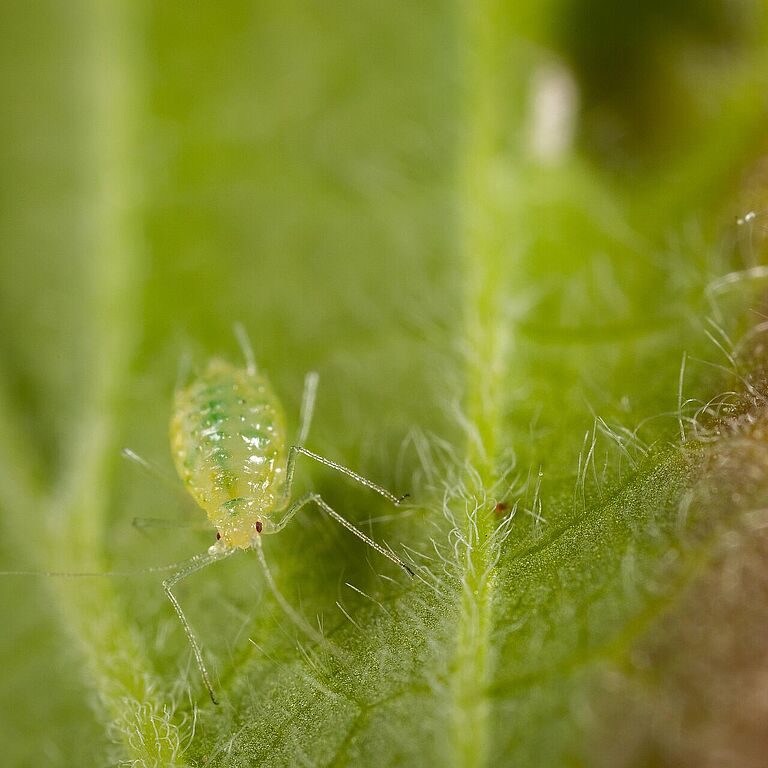 Cryptomyzus galeopsidis Aphid