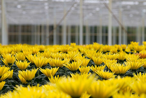 Chrysant