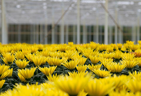 Chrysant